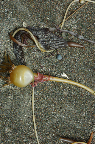 Moonstone Beach 013.jpg